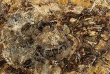 Colorful Petrified Wood (Araucaria) Round - Madagascar #325150-1